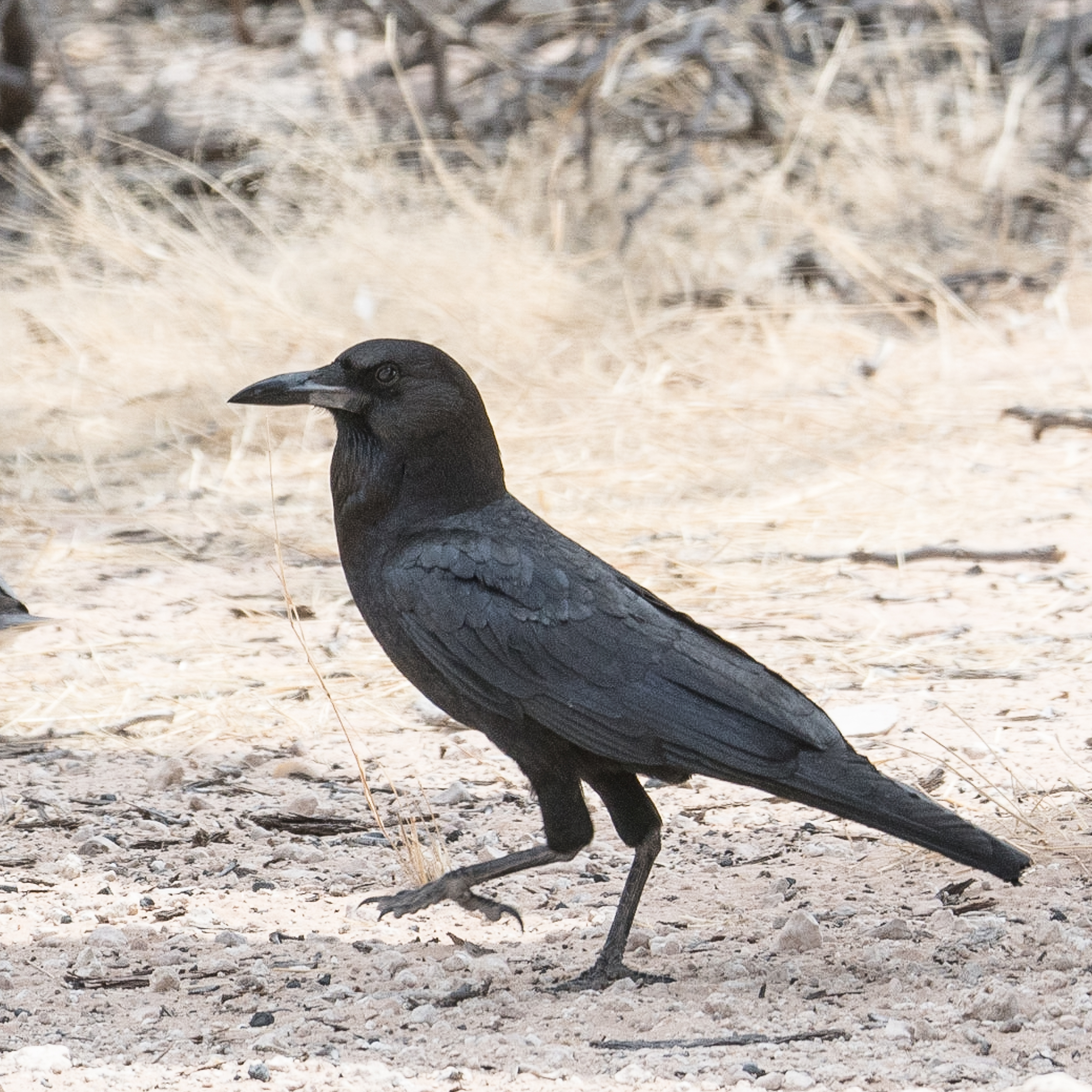 Corneille du Cap adulte (Cape crow, Corvus capensis), Parc National de la Côte des squelettes, Namibie.